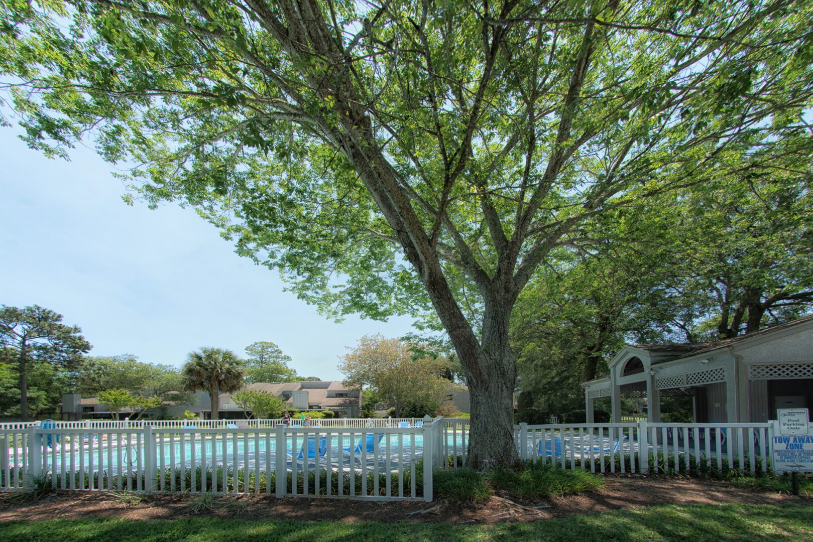 A tree with chairs in front of it and pool